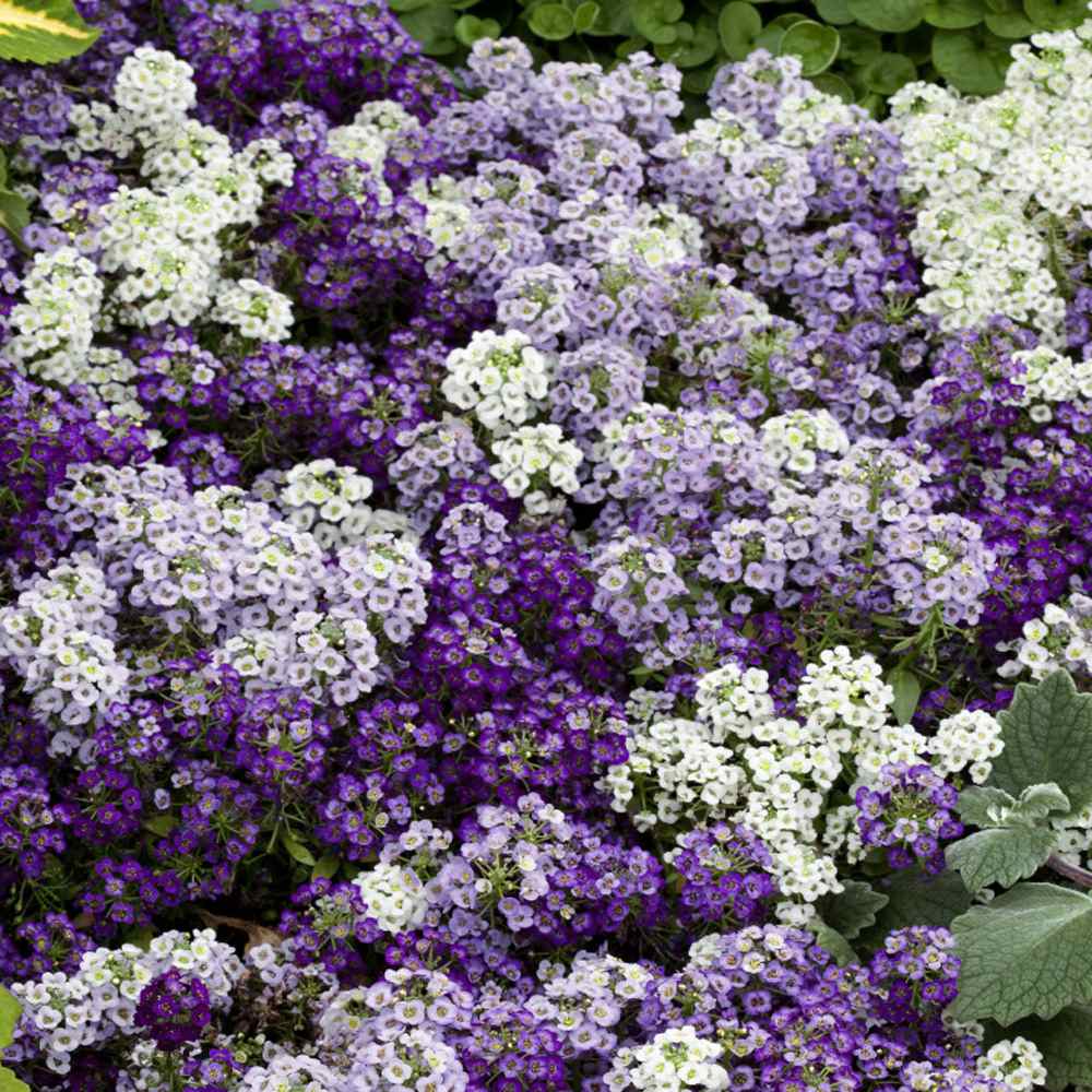 Lobularia Alyssum Drought Tolerant Ground Cover Plant Flower Seed Mix