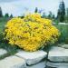 Alyssum Mountain Gold Yellow Groundcover