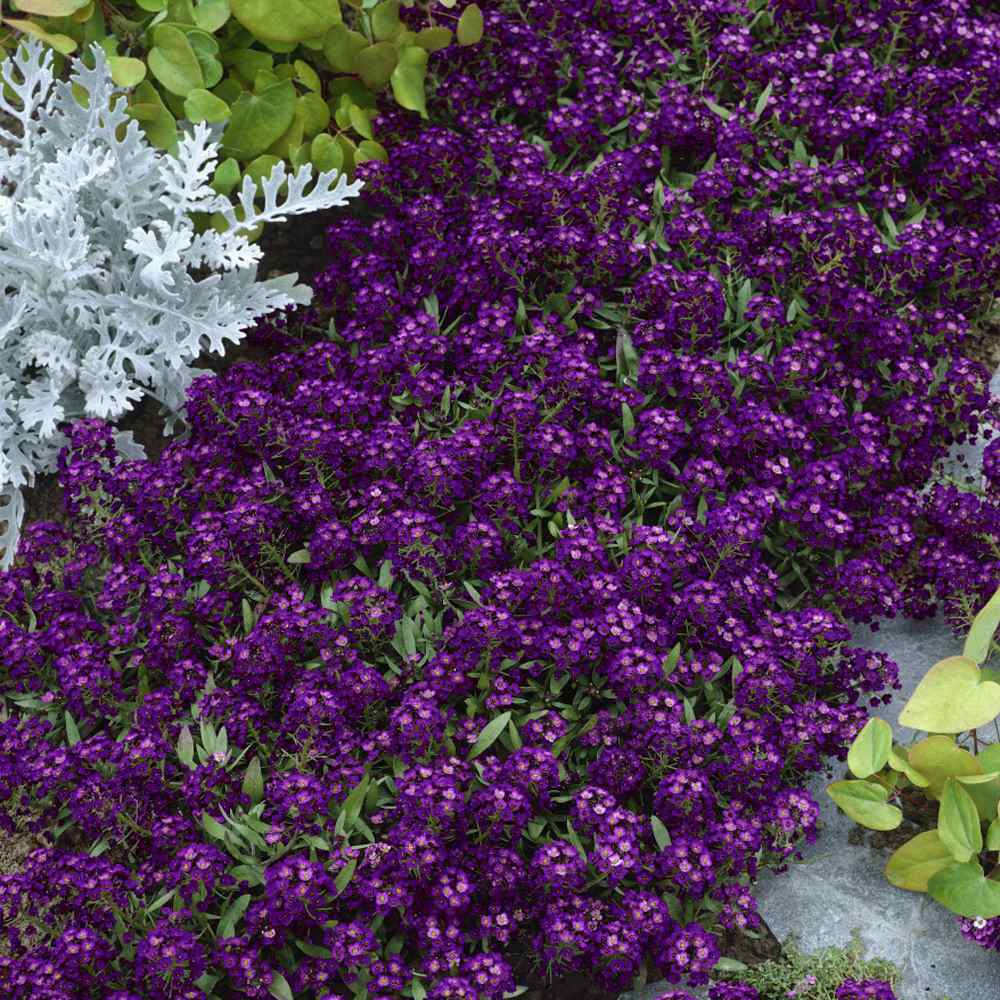 Low-spreading Ground Cover