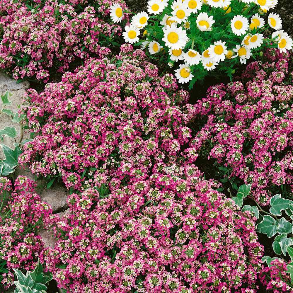 250 mg Rosie O/'Day Sweet Alyssum Seeds
