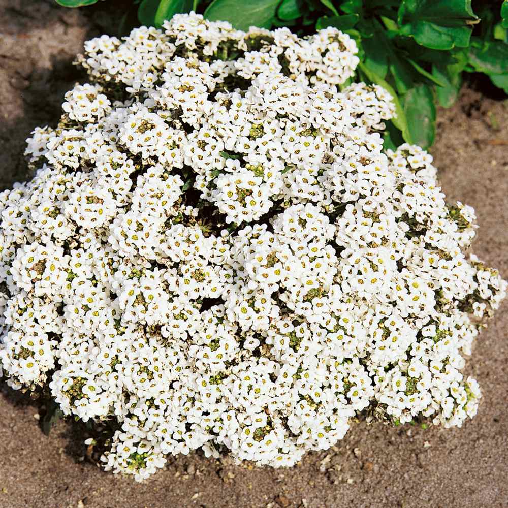 Lobularia Alyssum Tiny Tim Ground Cover