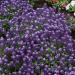 Alyssum Violet Queen Groundcover