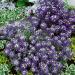 Lobularia Maritima Violet Queen Flowers