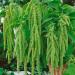 Amaranthus Caudatus Green