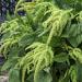 amaranthus green flowers