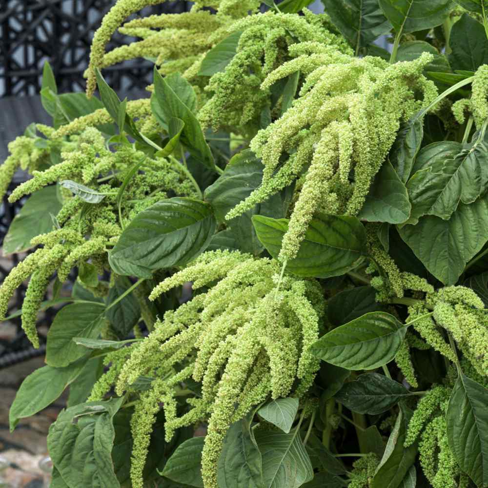 Amaranthus Caudatus
