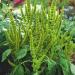 amaranthus seeds green