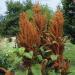 Amaranthus Cruentus Hot Biscuits Plants