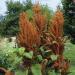 Amaranthus Cruentus Hot Biscuits Plants
