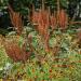 Amaranthus Hot Biscuits Flower Spikes