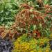 Amaranthus Hot Biscuits Foliage