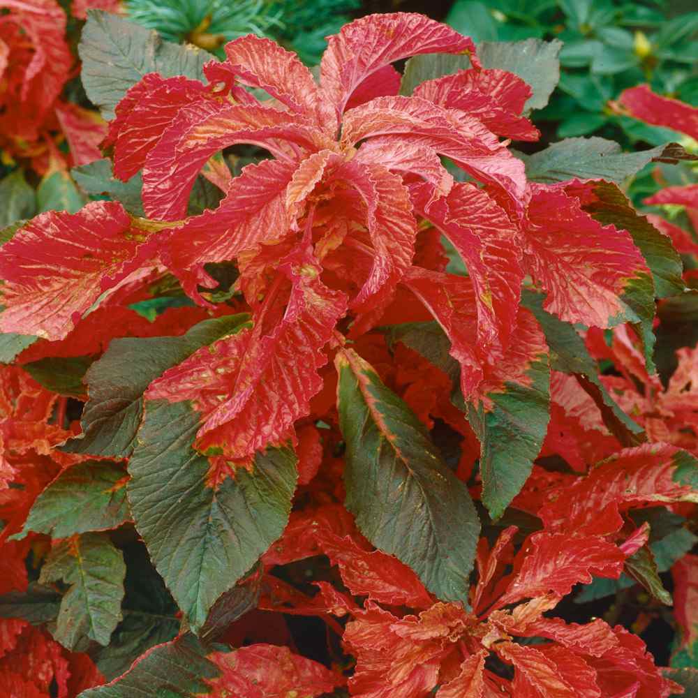 Amaranthus Bicolor