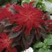 Amaranthus Bicolor Molten Fire Plants