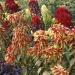 Summer Poinsettia Perfecta Foliage Plant