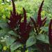 Amaranthus Pygmy Torch