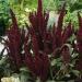 Amaranthus Pygmy Torch Flower Spike