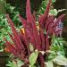 Amaranthus Pygmy Bush Flower Spike