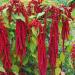 Amaranthus Red Love Lies Bleeding