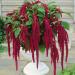 Love Lies Bleeding Plant