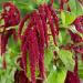 Amaranthus Red Foliage Plant Seeds