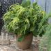Amaranthus Caudatus Green Container Plant