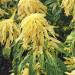 Amaranthus Tricolor Yellow Foliage Plant