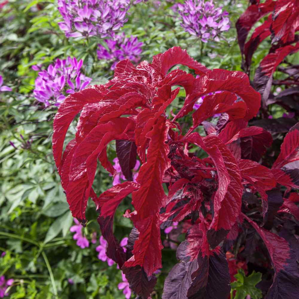 From Seed to Splendor: A Deep Dive into Farm Flowers