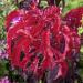 Amaranthus Tricolor Early Splendor Outdoor Plant