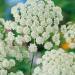 Ammi Majus Flower