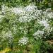 Queen Anne's Lace Flower