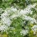 Ammi Majus Queen Anne's Wild Flower