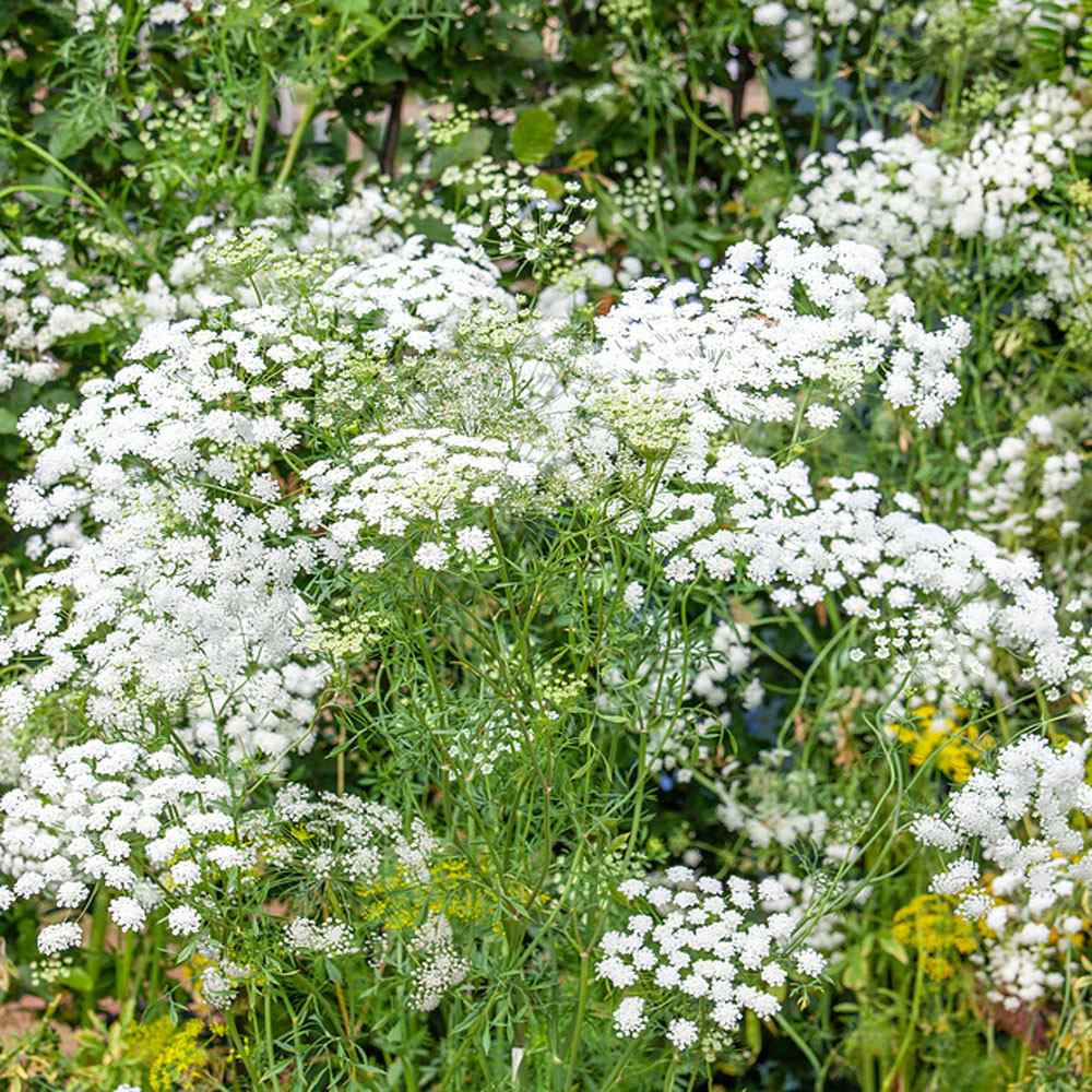 Ammi Majus Queen Anne's Wild Flower