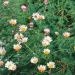 Mt. Atlas Carpet Daisy