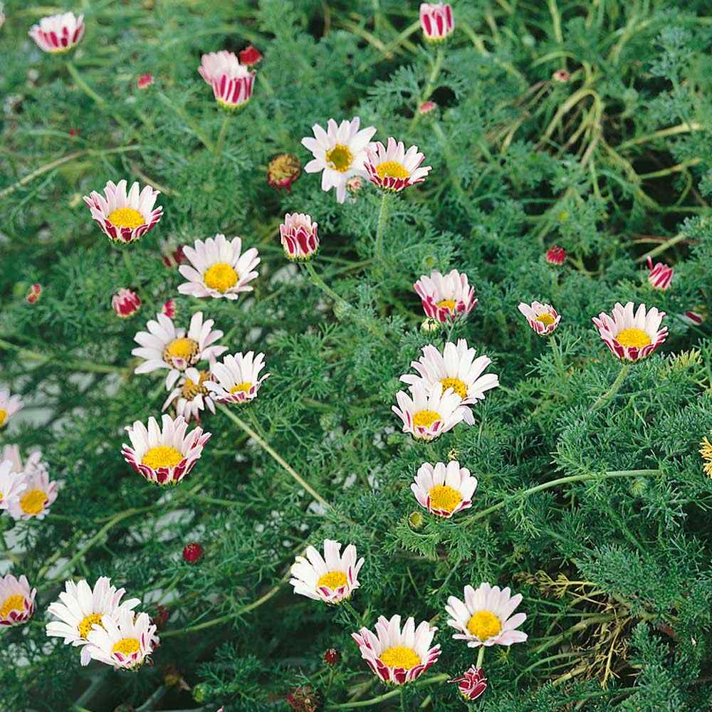 Mt. Atlas Carpet Daisy
