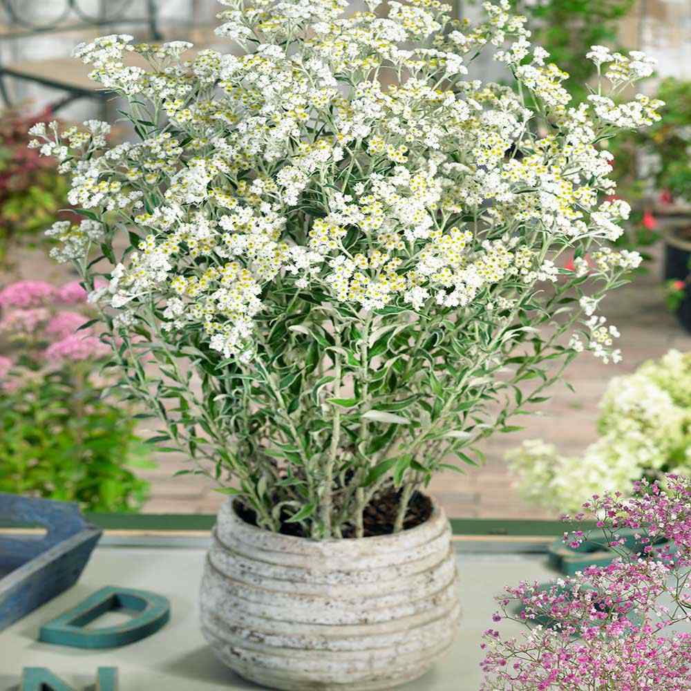 Pearly Everlasting Flowers