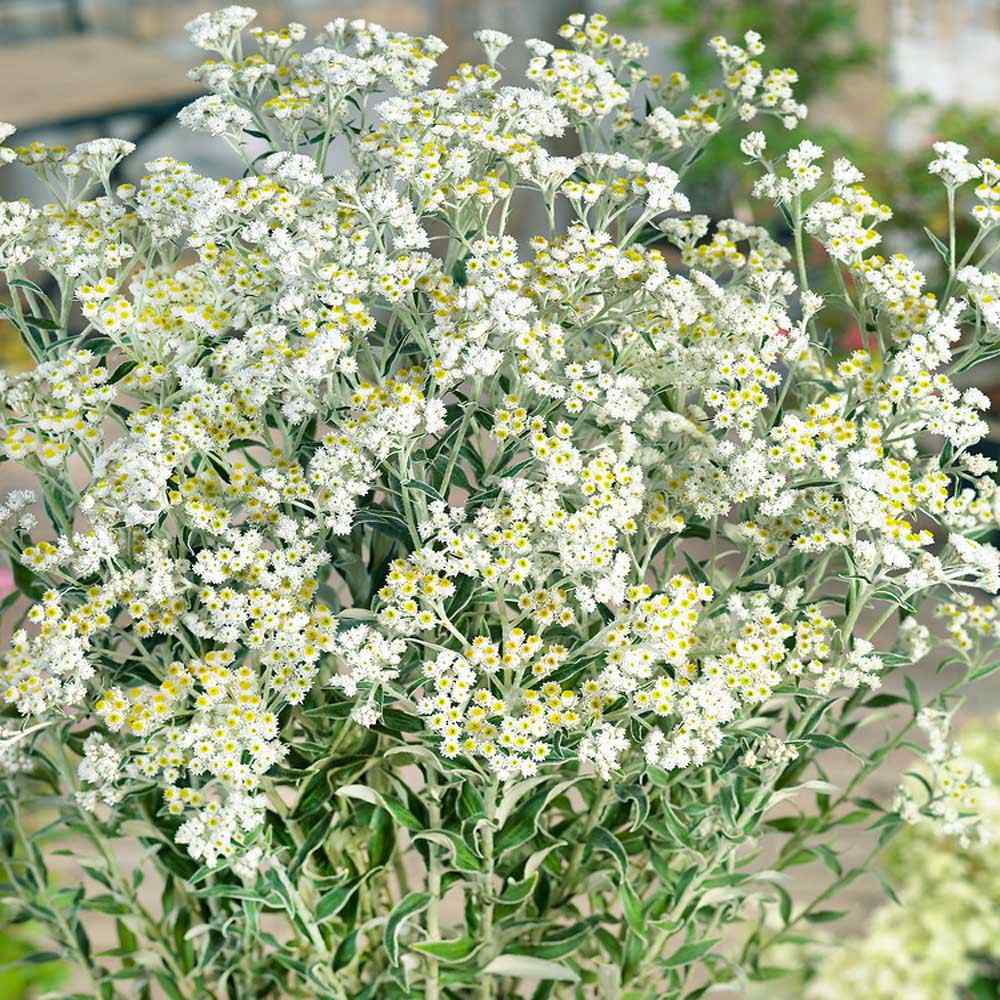 Anaphalis margaritacea