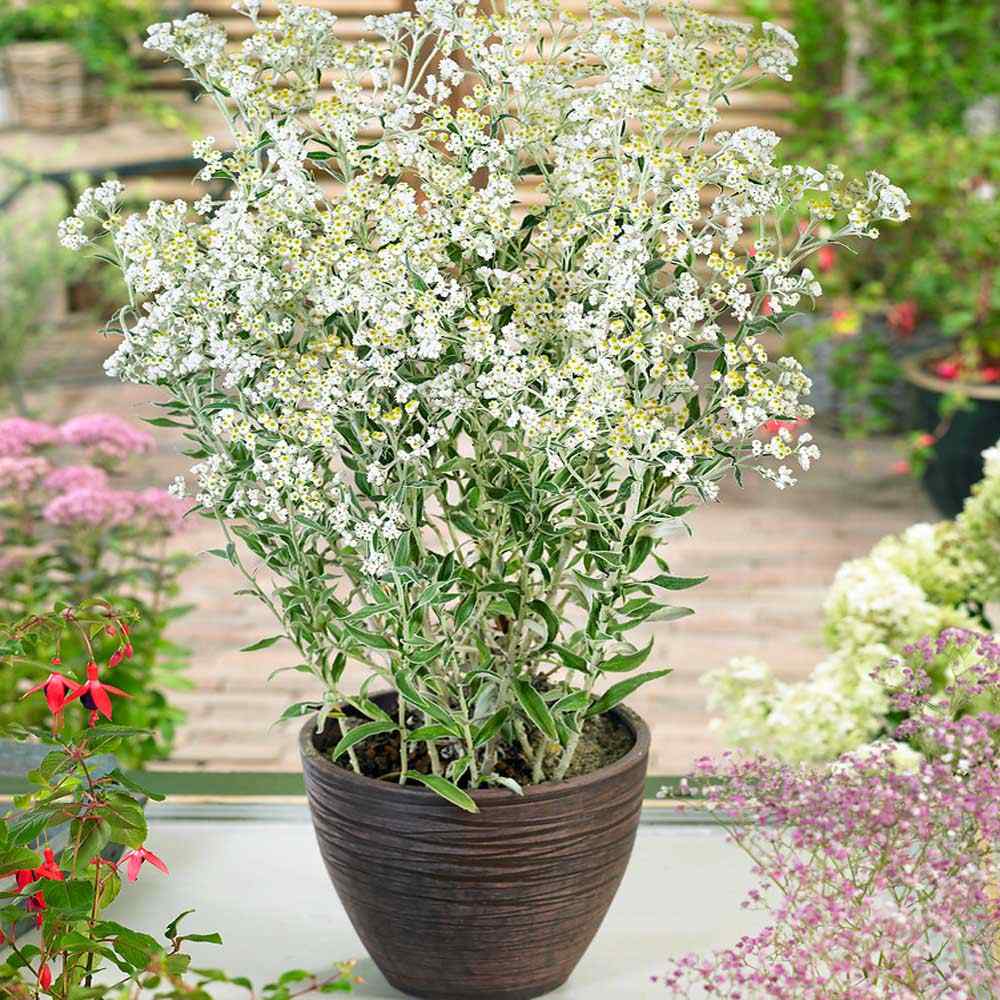 Anaphalis margaritacea Flower Seed
