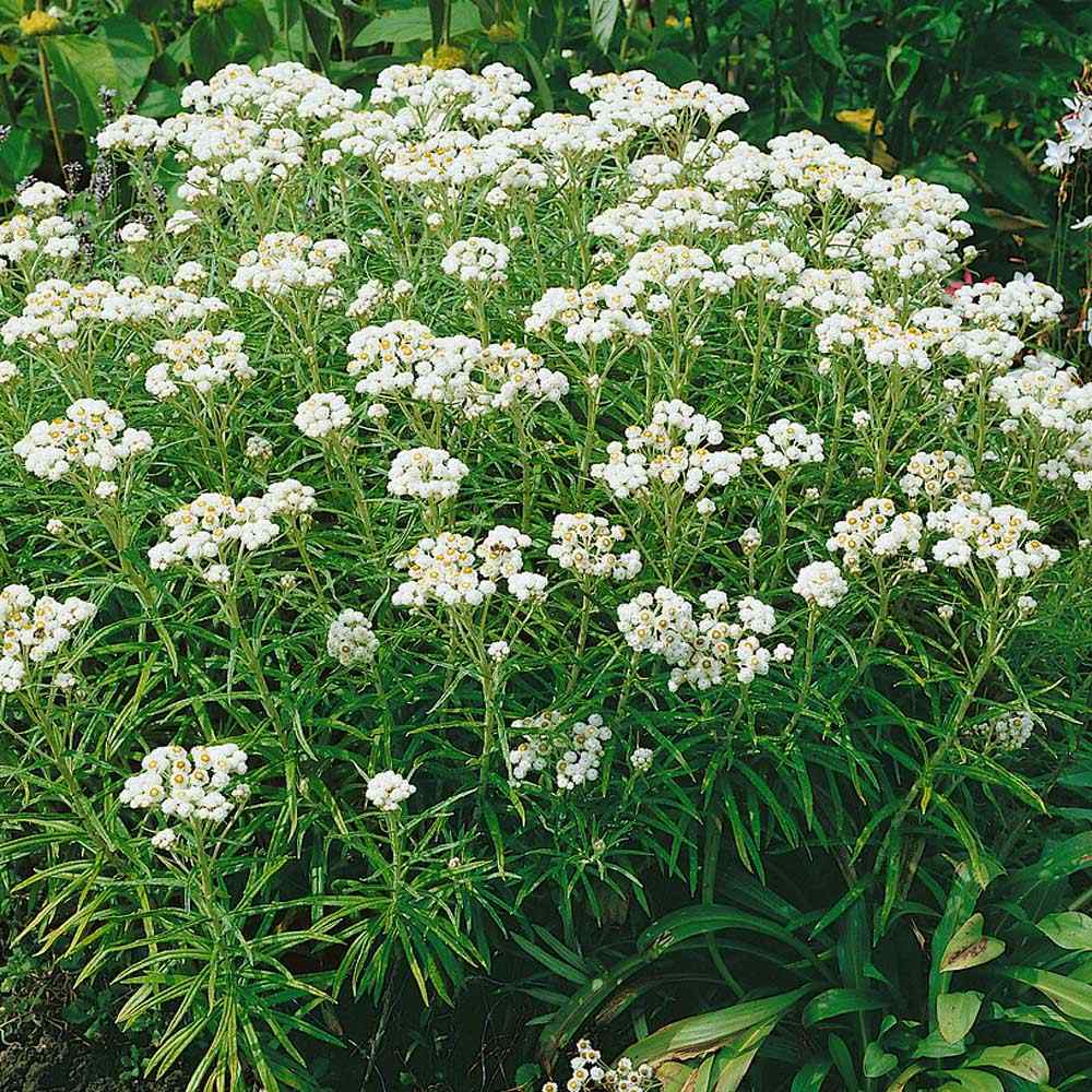 Western Pearly Everlasting Flower Seed