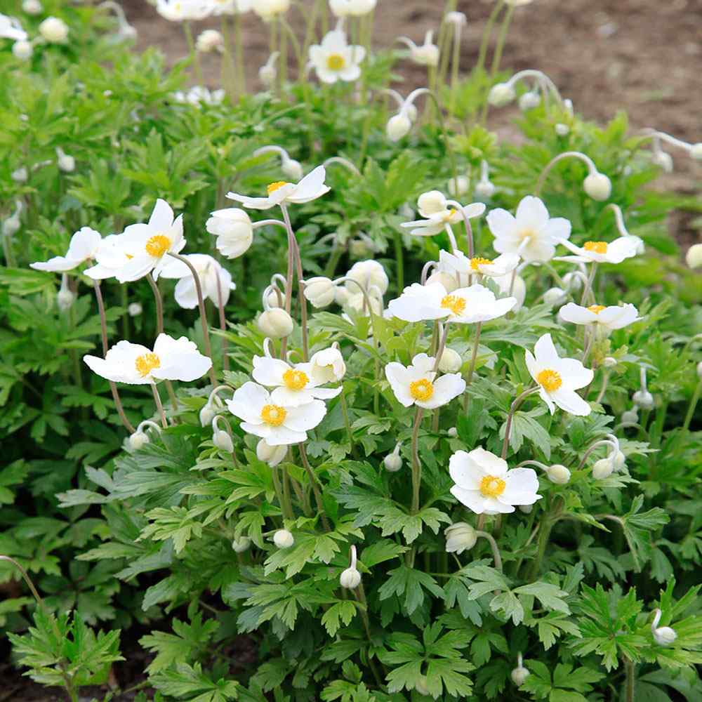 Anemone Seeds Anemone Sylvestris Madonna Flower Seed