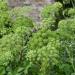 Garden Angelica Herb