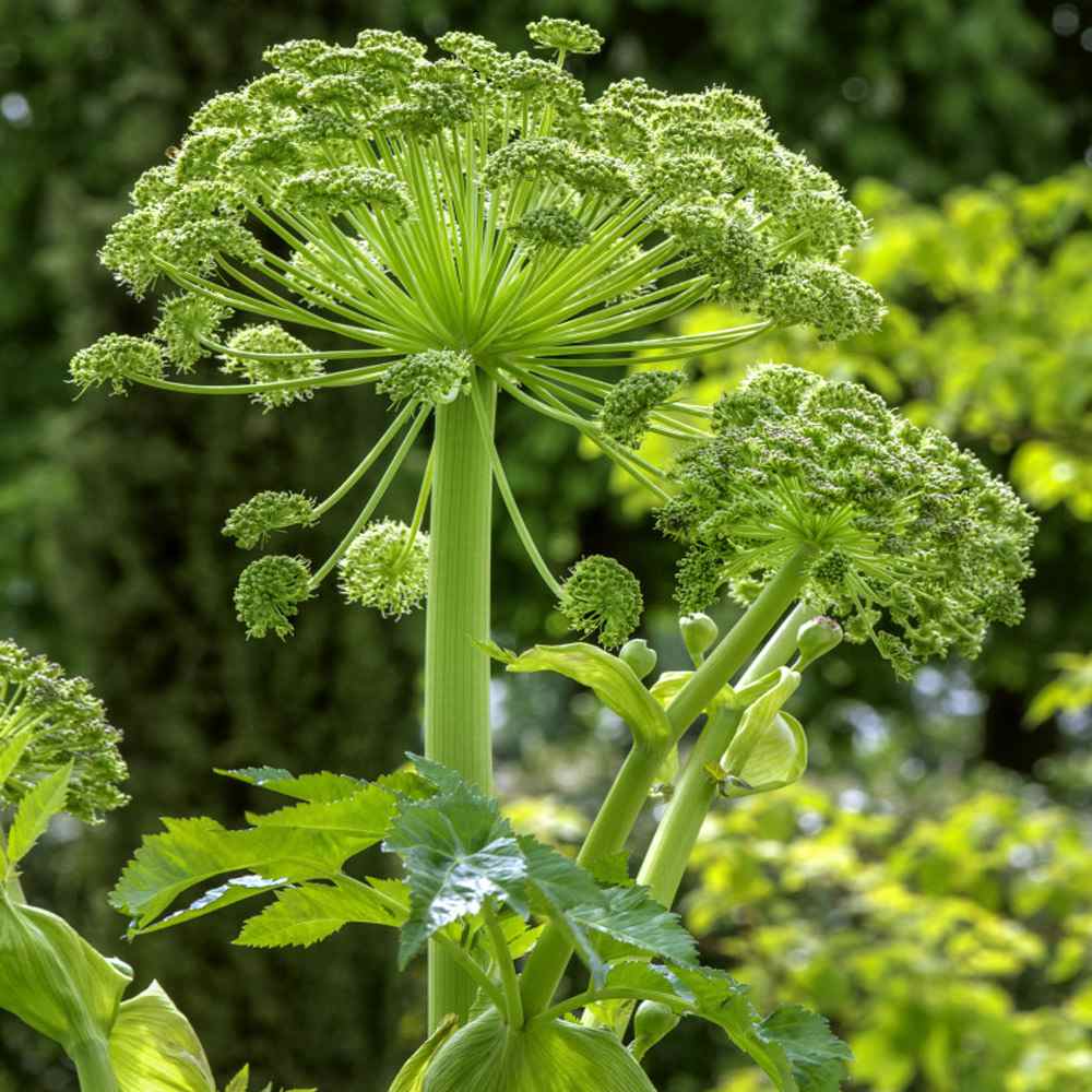 Garden Angelica Is..