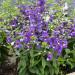 angelonia blue flowers