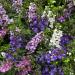 angelonia serena flowers