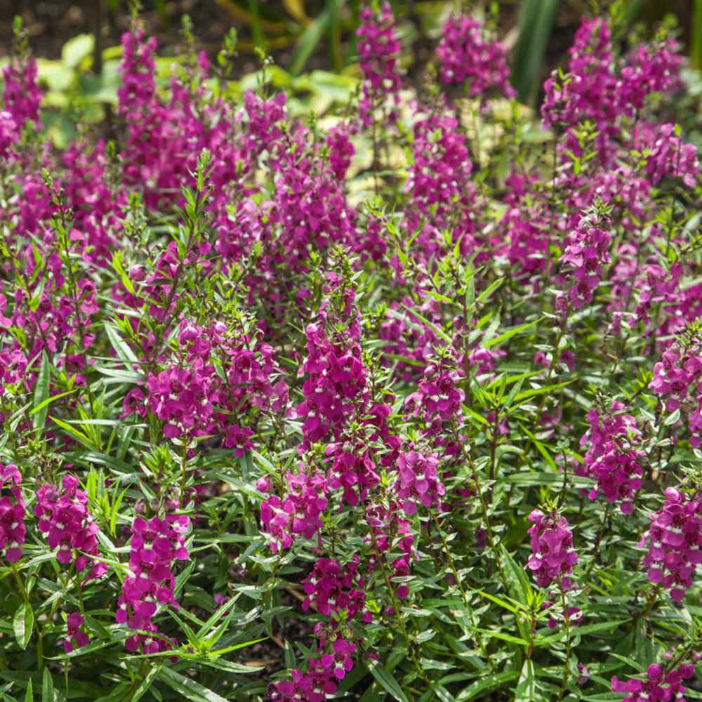 Angelonia Serenita Raspberry Garden