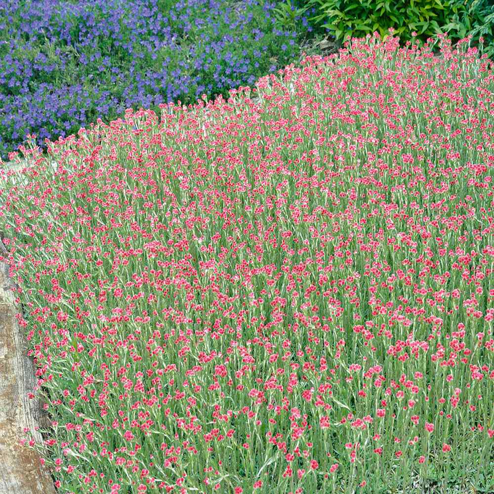 Antennaria Rubra Ground Cover Plants