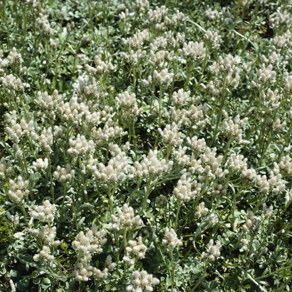 Antennaria White Groundcover