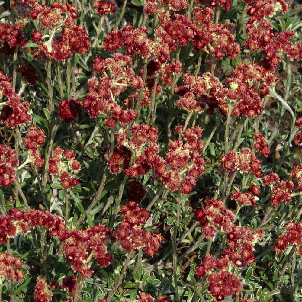 Pussytoe Rubra Plants