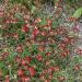 Anthyllis Coccinea Red Carpet