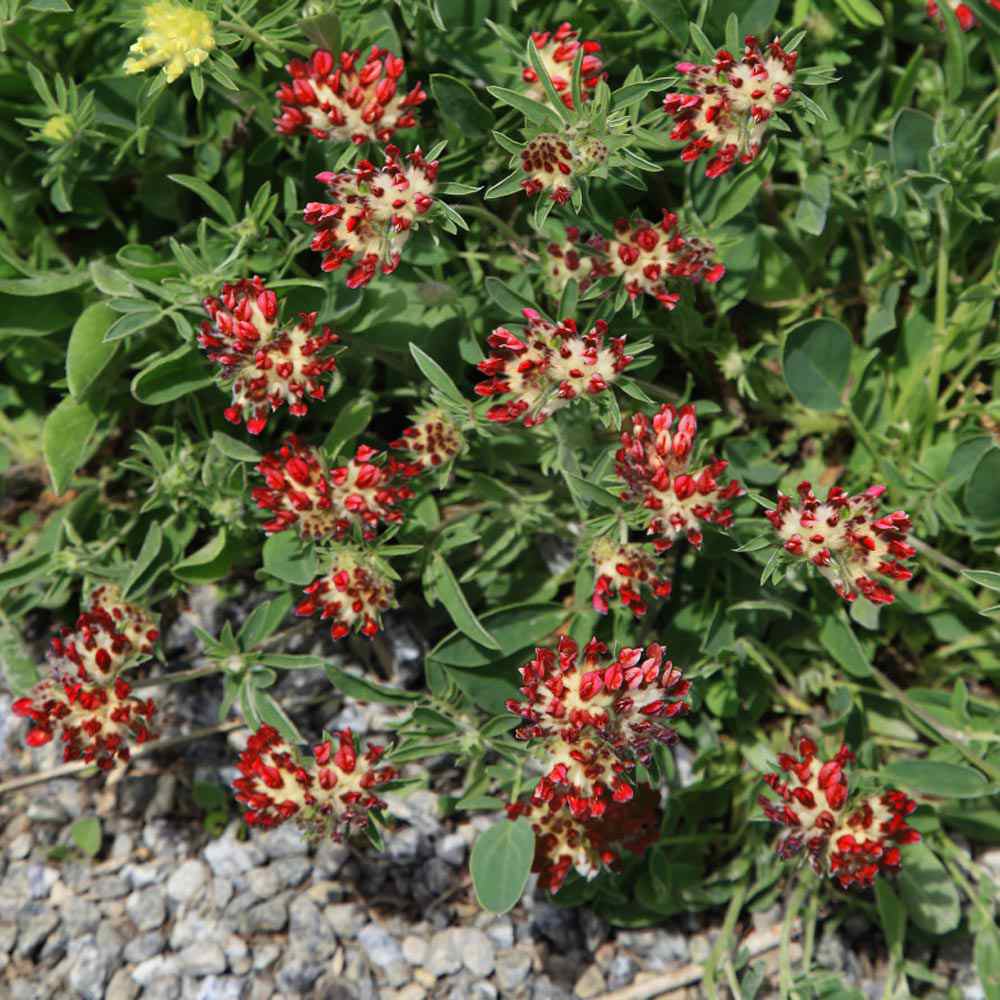 Anthyllis Red Ground Cover Plants