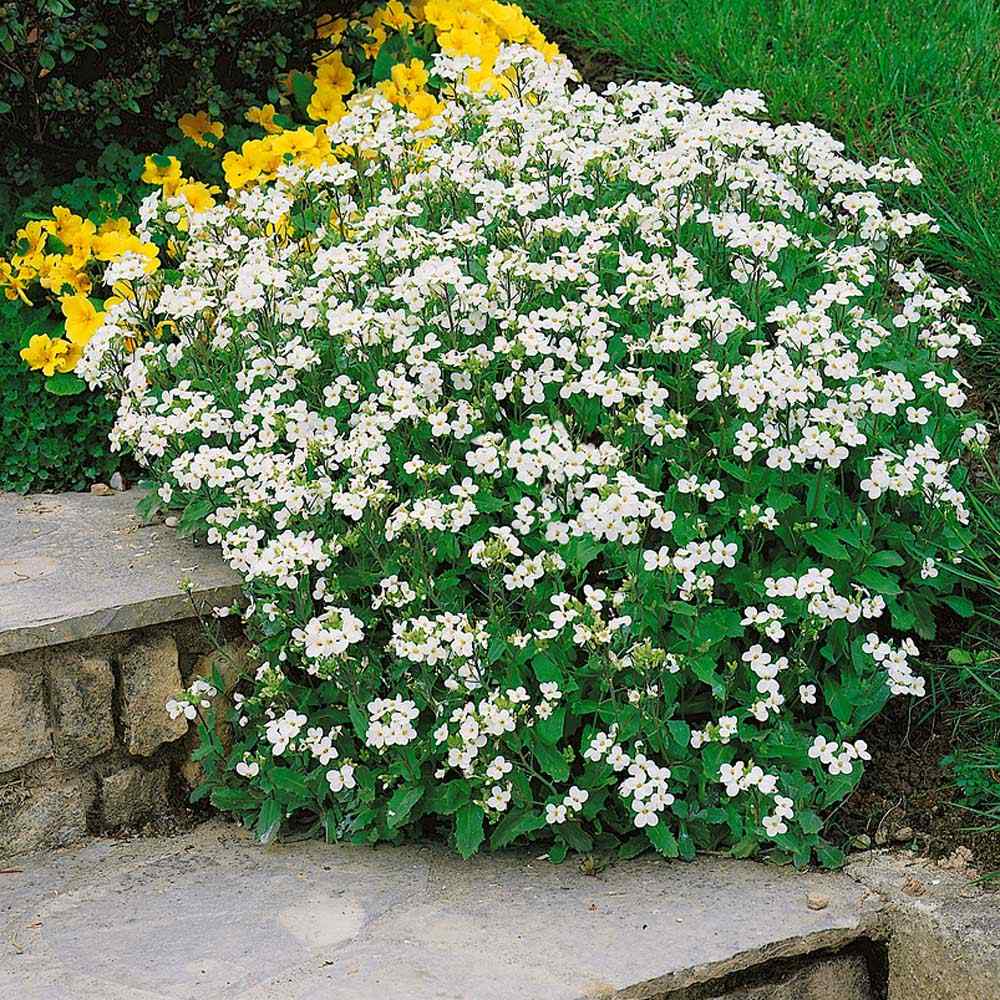 Arabis Rock Cress White Flowering Ground Cover Plant Seeds